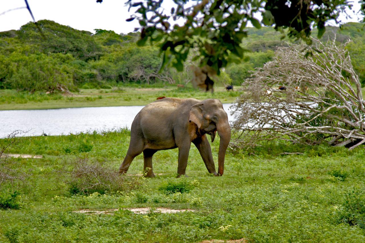 The Yala Adventure Hotel Tissamaharama Eksteriør billede
